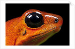 Strawberry Poison Dart Frog in Costa Rica by Anonymous