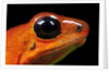 Strawberry Poison Dart Frog in Costa Rica by Anonymous