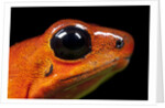 Strawberry Poison Dart Frog in Costa Rica by Anonymous