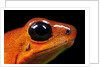 Strawberry Poison Dart Frog in Costa Rica by Anonymous