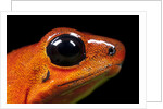 Strawberry Poison Dart Frog in Costa Rica by Anonymous