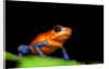 Strawberry Poison Dart Frog in Costa Rica by Anonymous