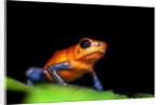 Strawberry Poison Dart Frog in Costa Rica by Anonymous