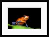 Strawberry Poison Dart Frog in Costa Rica by Anonymous