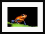 Strawberry Poison Dart Frog in Costa Rica by Anonymous