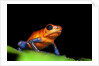 Strawberry Poison Dart Frog in Costa Rica by Anonymous