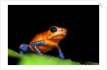 Strawberry Poison Dart Frog in Costa Rica by Anonymous