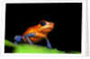 Strawberry Poison Dart Frog in Costa Rica by Anonymous