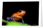 Strawberry Poison Dart Frog in Costa Rica by Anonymous