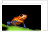Strawberry Poison Dart Frog in Costa Rica by Anonymous