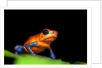 Strawberry Poison Dart Frog in Costa Rica by Anonymous