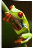 Red-eyed tree frog on stem by Anonymous