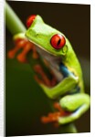 Red-eyed tree frog on stem by Anonymous