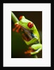Red-eyed tree frog on stem by Anonymous
