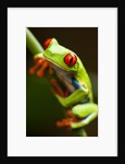 Red-eyed tree frog on stem by Anonymous