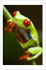Red-eyed tree frog on stem by Anonymous