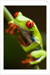 Red-eyed tree frog on stem by Anonymous