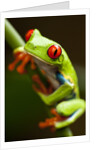 Red-eyed tree frog on stem by Anonymous