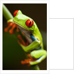Red-eyed tree frog on stem by Anonymous