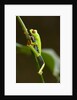 Tree Frog in Costa Rica by Anonymous