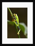Tree Frog in Costa Rica by Anonymous