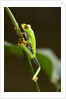 Tree Frog in Costa Rica by Anonymous