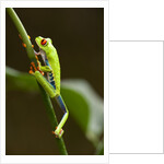 Tree Frog in Costa Rica by Anonymous