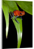 Strawberry Poison Dart Frog in Costa Rica by Anonymous