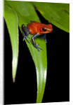 Strawberry Poison Dart Frog in Costa Rica by Anonymous