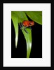 Strawberry Poison Dart Frog in Costa Rica by Anonymous