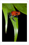Strawberry Poison Dart Frog in Costa Rica by Anonymous