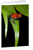 Strawberry Poison Dart Frog in Costa Rica by Anonymous