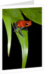 Strawberry Poison Dart Frog in Costa Rica by Anonymous
