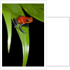 Strawberry Poison Dart Frog in Costa Rica by Anonymous
