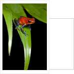 Strawberry Poison Dart Frog in Costa Rica by Anonymous