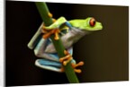 Red-Eyed Tree Frog in Costa Rica by Anonymous