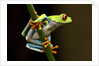 Red-Eyed Tree Frog in Costa Rica by Anonymous