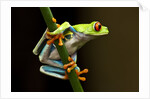 Red-Eyed Tree Frog in Costa Rica by Anonymous