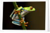 Red-Eyed Tree Frog in Costa Rica by Anonymous