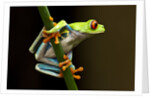 Red-Eyed Tree Frog in Costa Rica by Anonymous