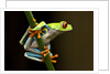 Red-Eyed Tree Frog in Costa Rica by Anonymous