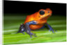 Strawberry Poison Dart Frog in Costa Rica by Anonymous