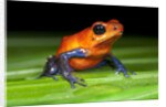 Strawberry Poison Dart Frog in Costa Rica by Anonymous