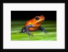 Strawberry Poison Dart Frog in Costa Rica by Anonymous