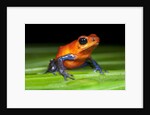 Strawberry Poison Dart Frog in Costa Rica by Anonymous