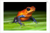 Strawberry Poison Dart Frog in Costa Rica by Anonymous