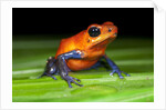 Strawberry Poison Dart Frog in Costa Rica by Anonymous