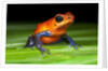 Strawberry Poison Dart Frog in Costa Rica by Anonymous