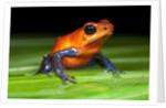 Strawberry Poison Dart Frog in Costa Rica by Anonymous