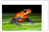 Strawberry Poison Dart Frog in Costa Rica by Anonymous